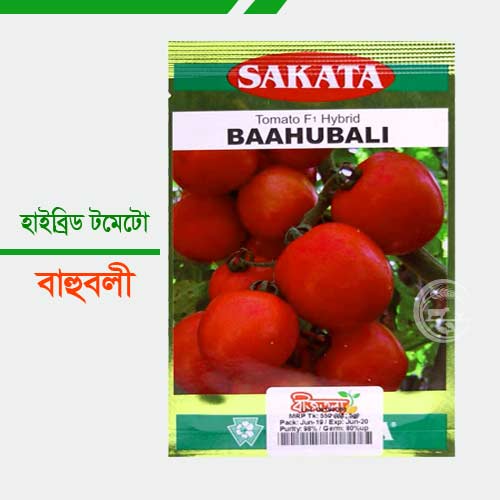 ব হ বল হ ইব র ড জ ত র টম ট Bahuboli Hybrid Tomato ৫গ র ম প য ক Success Farm