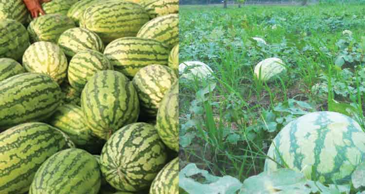 তরমুজ চাষ পদ্ধতি - Success Farm